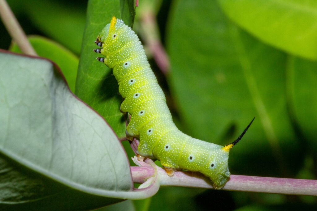 Garden Cutworm