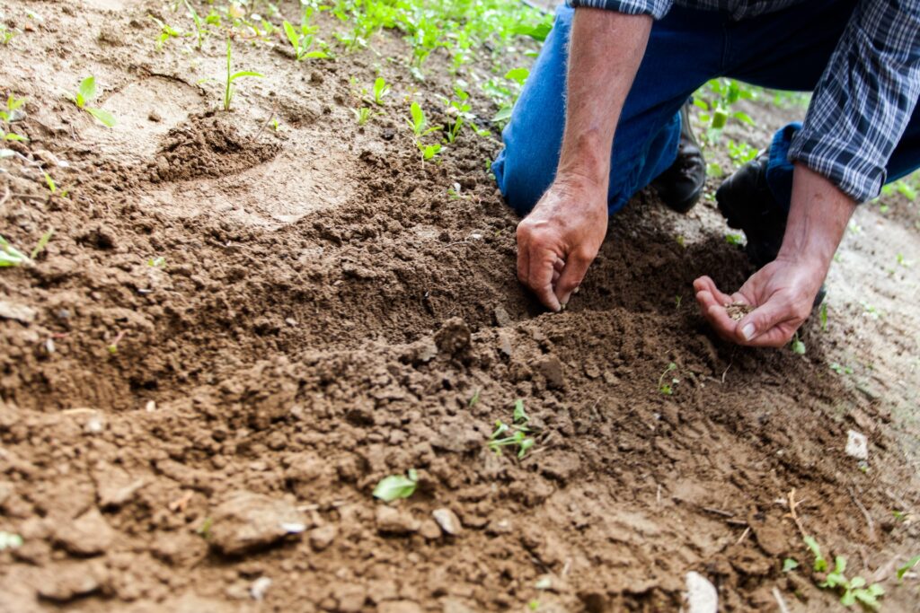 Person planting seeds